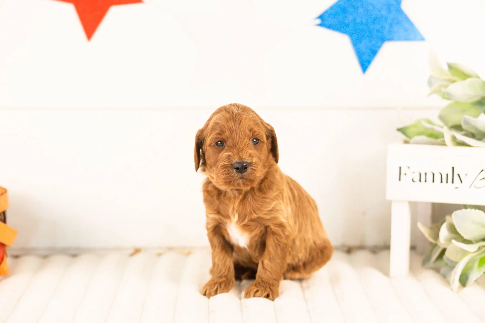 Teton goldendoodle for sale(2).jpg