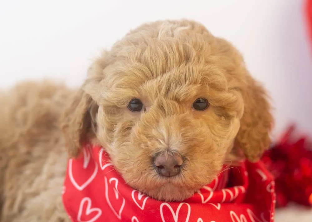 Ohio goldendoodle for sale(2).jpg