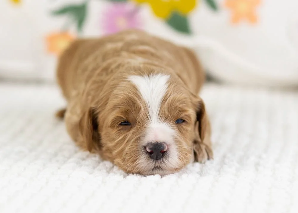 fable goldendoodle for sale(2).jpg
