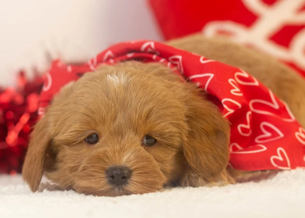 will goldendoodle for sale(3).jpg