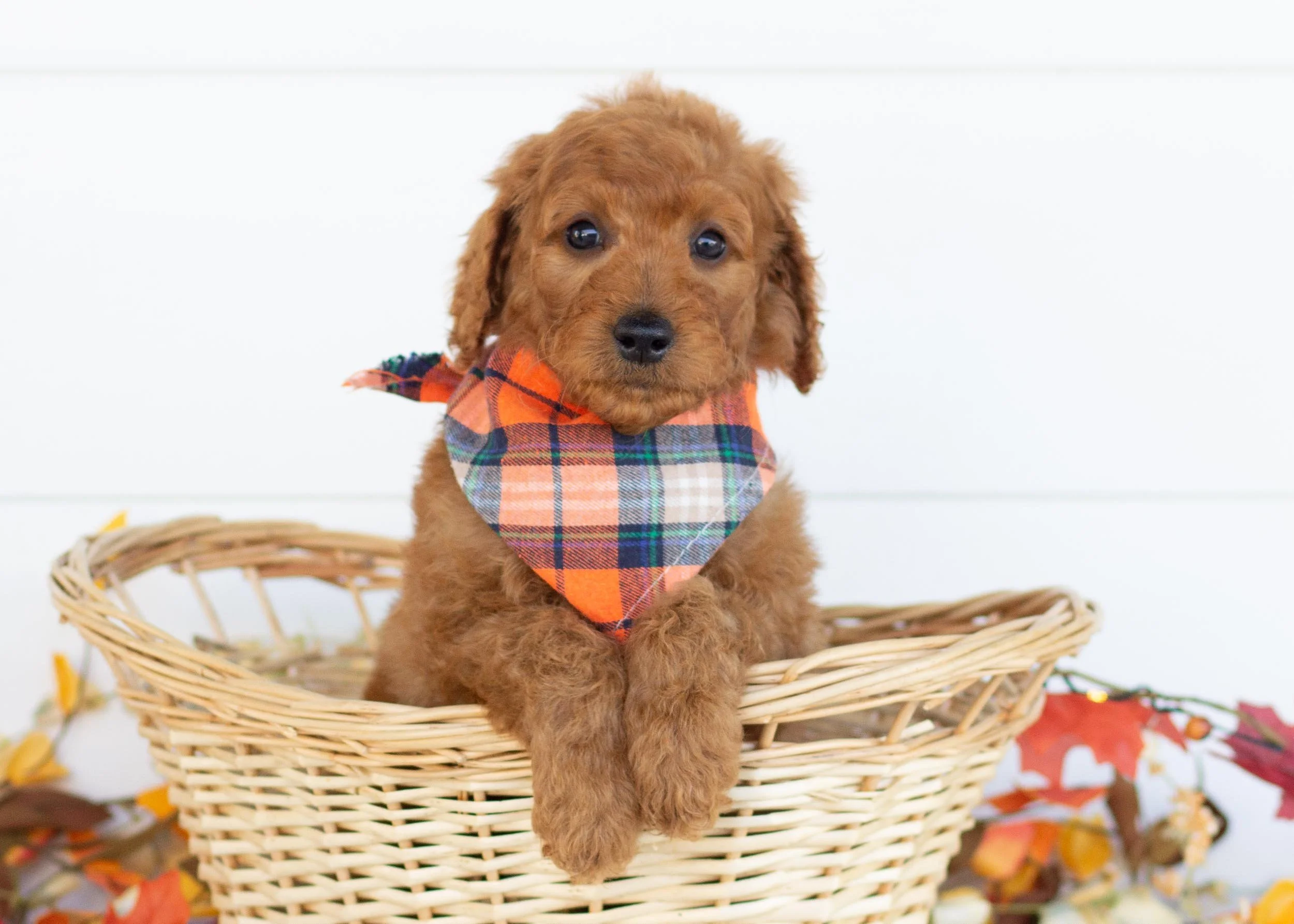 Leonardo goldendoodle for sale(3).jpg