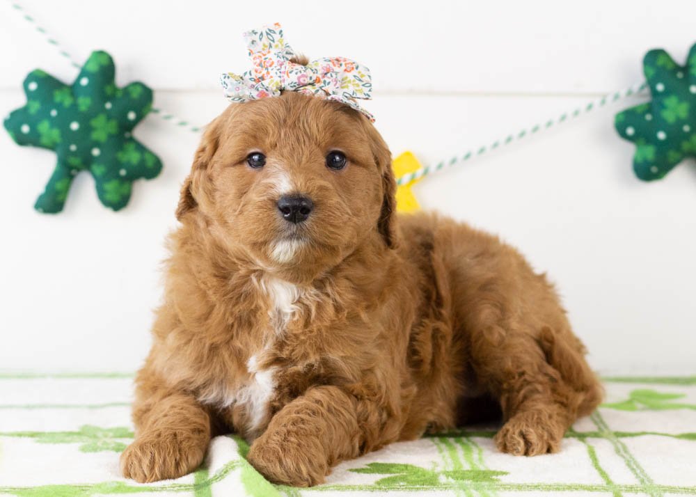 Chai goldendoodle for sale(2).jpg