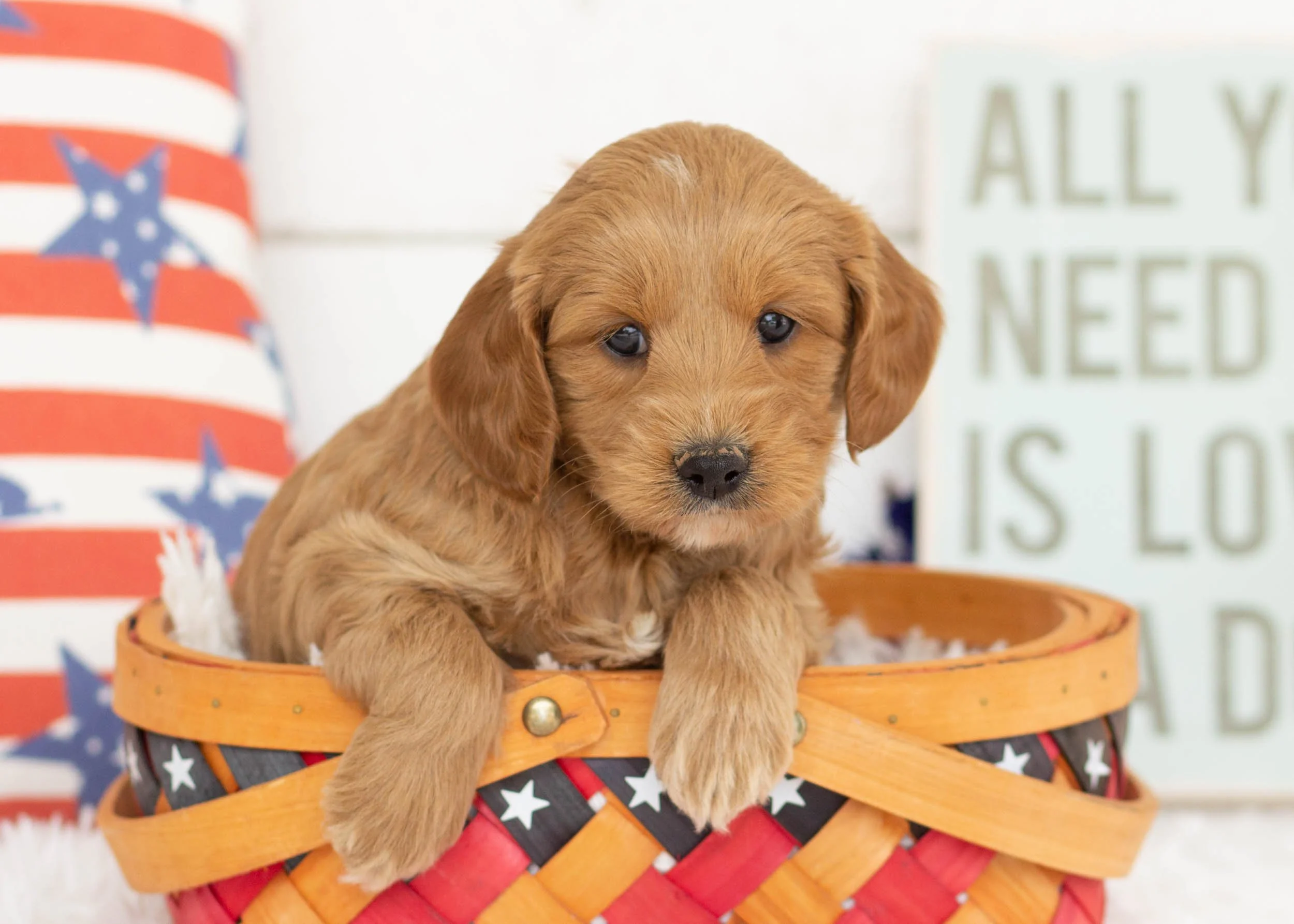 Blue Goldendoodle For Sale(3).jpg