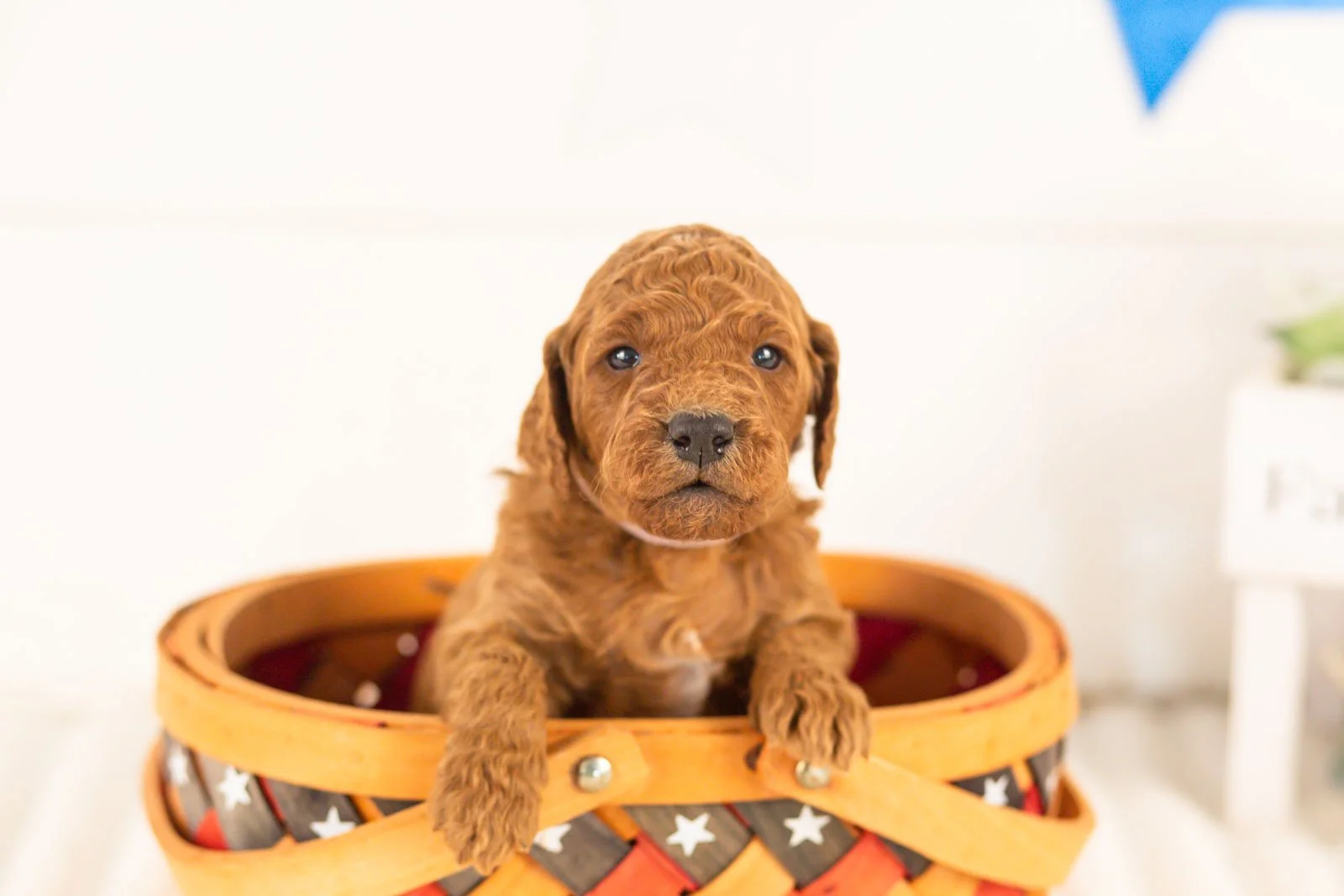 Zion goldendoodle for sale(3).jpg