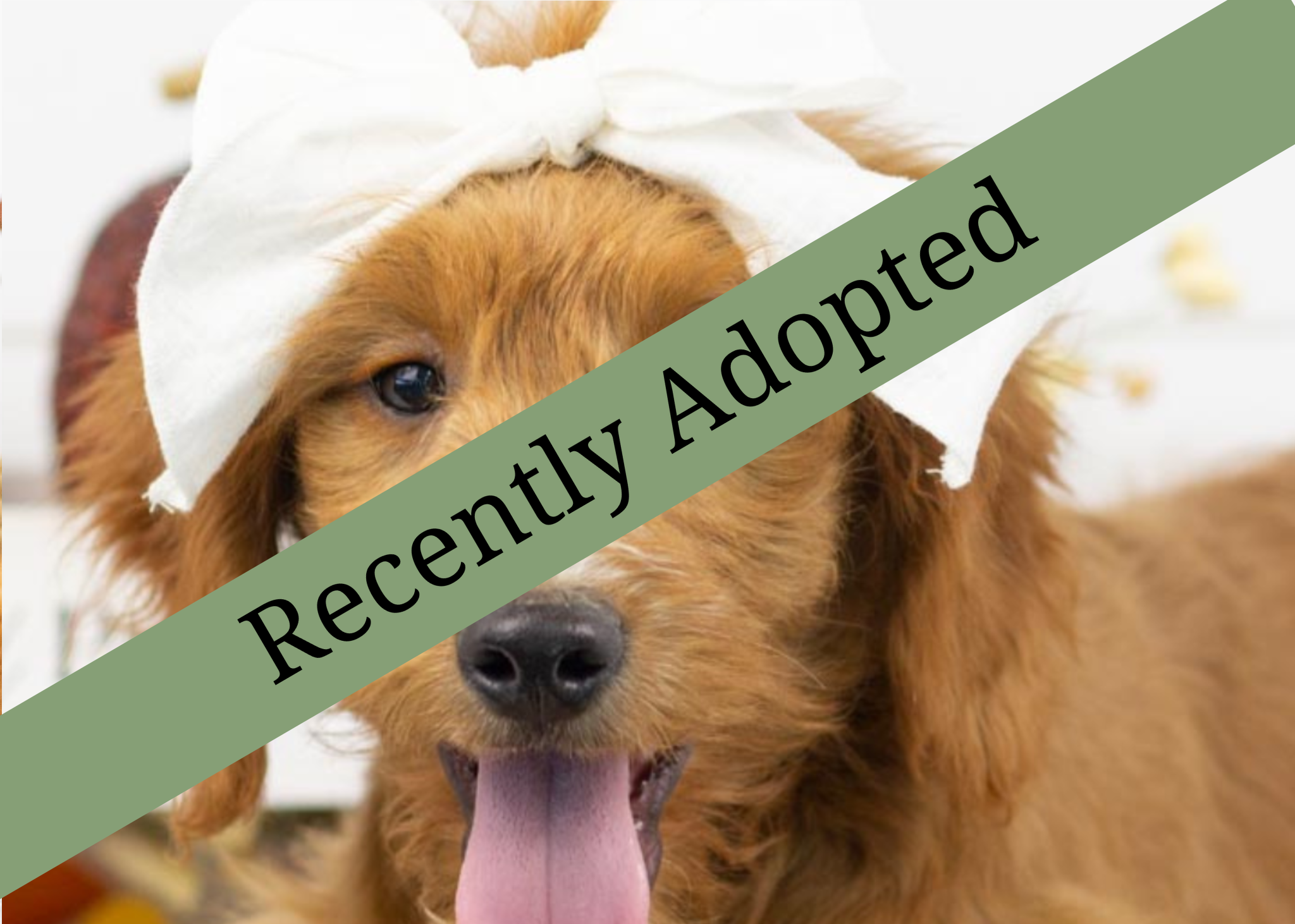 goldendoodle for sale