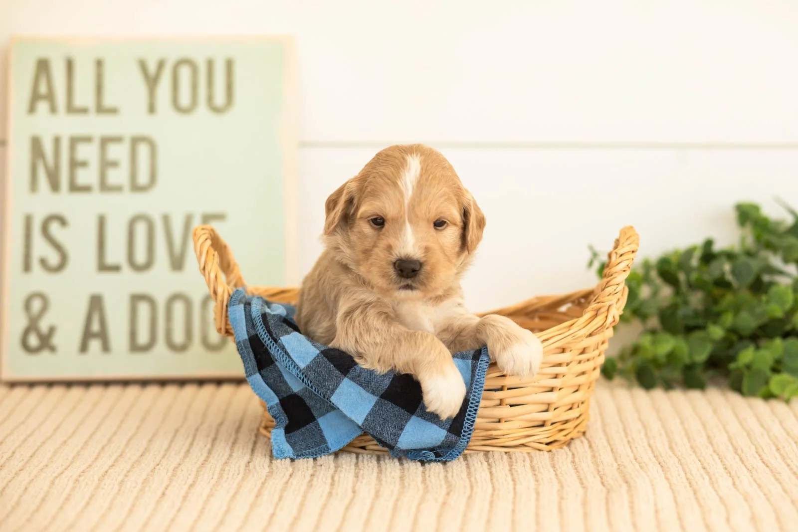 Ruby goldendoodle for sale(2).jpg