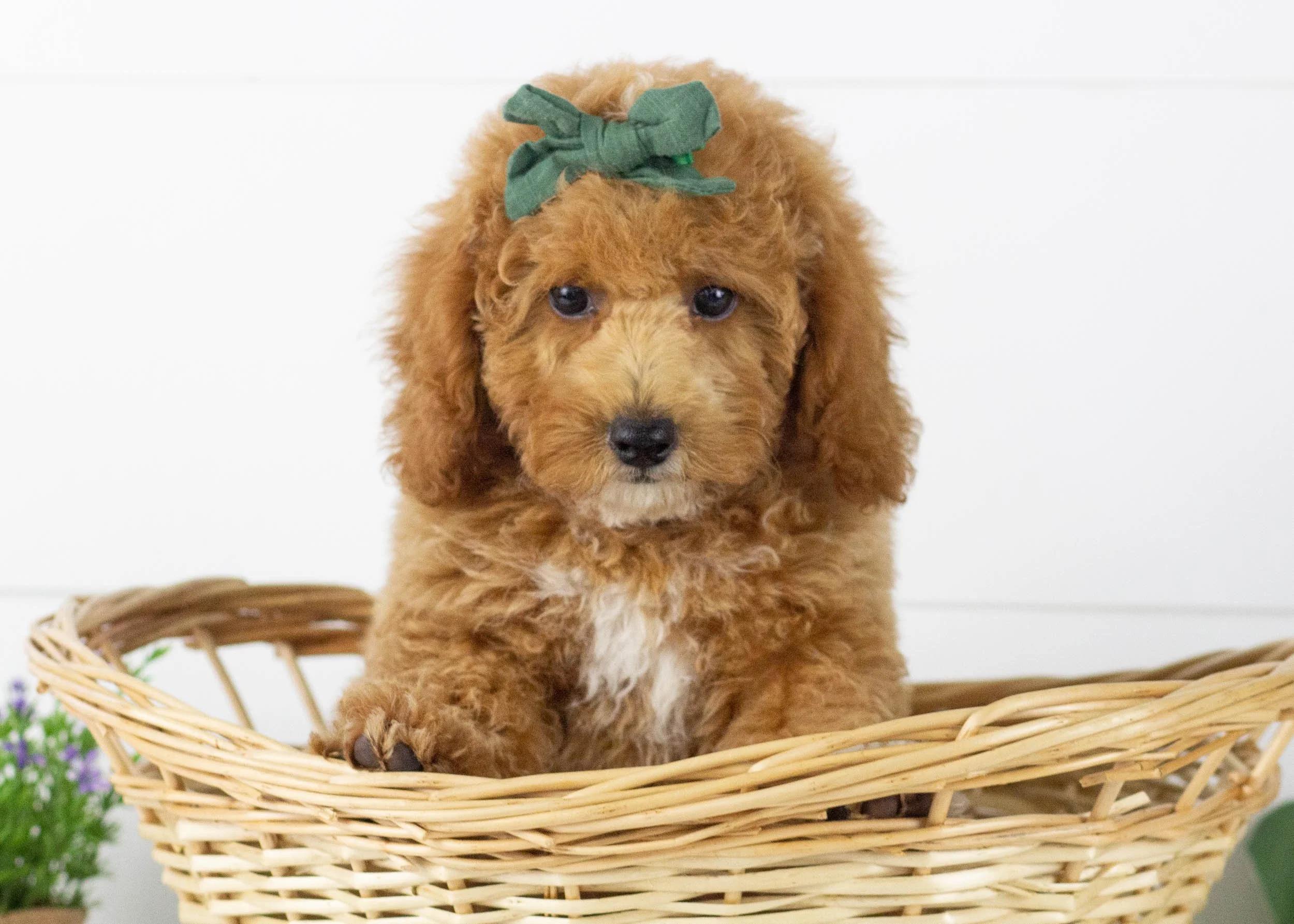 Tara goldendoodle for sale.jpg