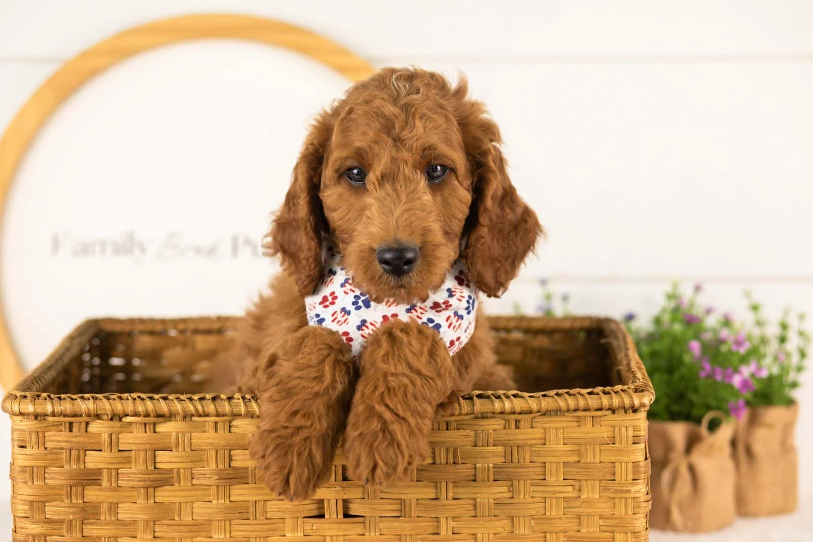 Zion goldendoodle for sale(2).jpg