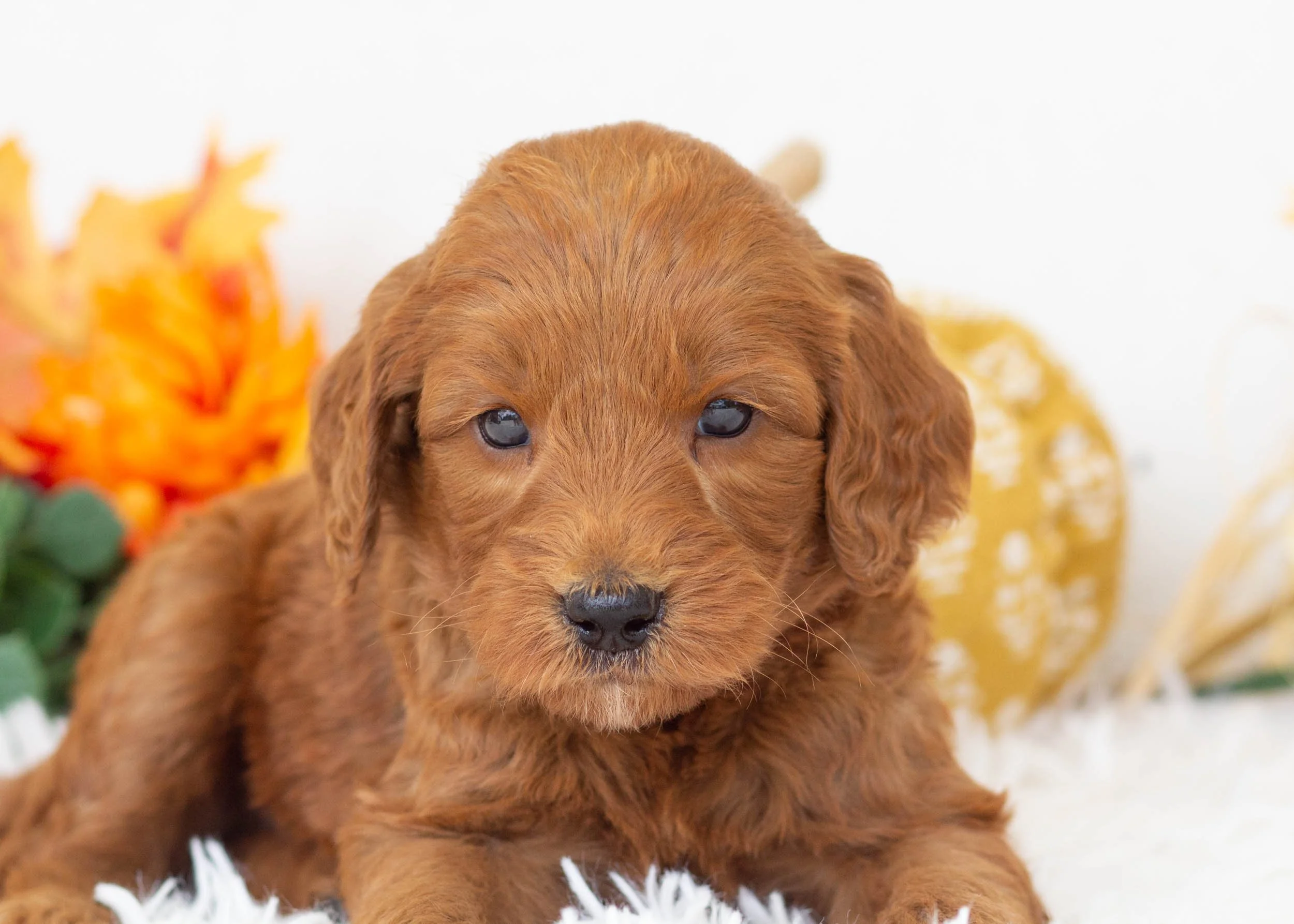 Augusta goldendoodle for sale.jpg