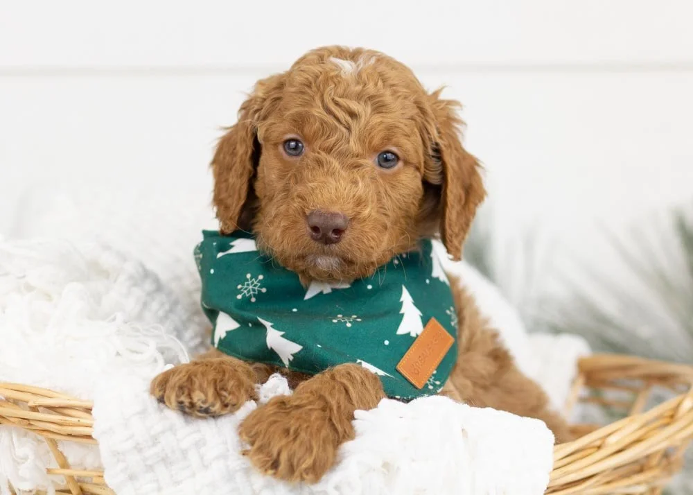 goldendoodle for sale