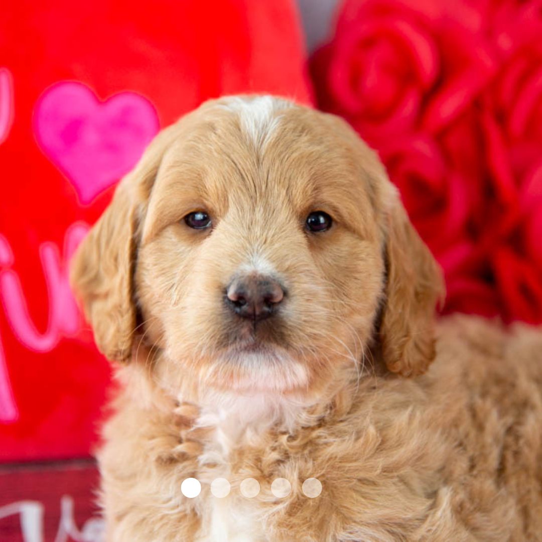 Copy of FBP Design.png