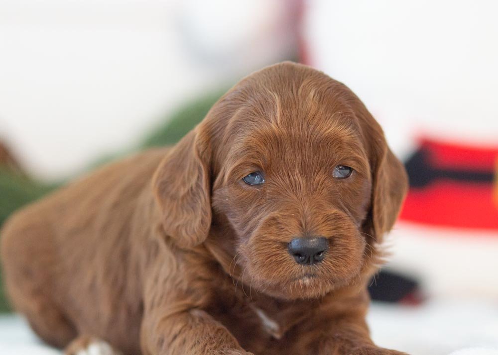 Cindy lou goldendoodle for sale(2).jpg
