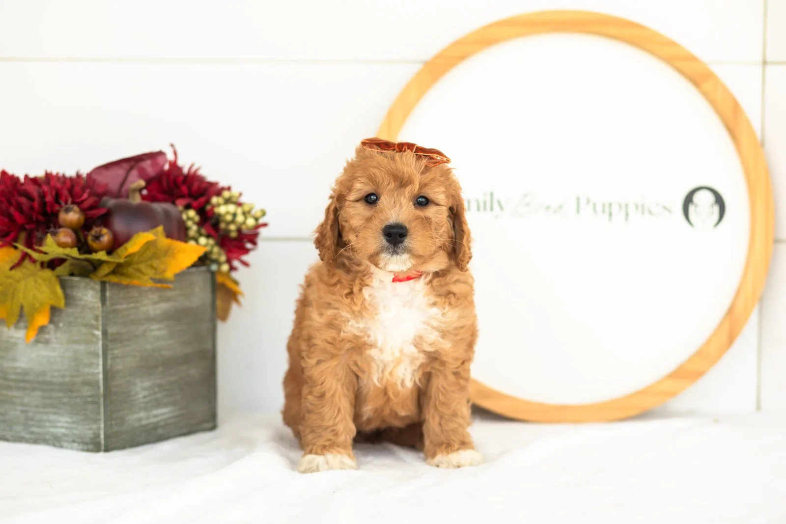 Denim goldendoodle for sale(3).jpg