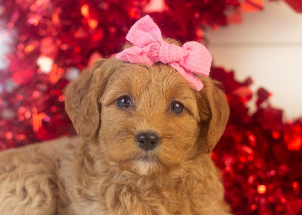 Carol goldendoodle for sale(2).jpg