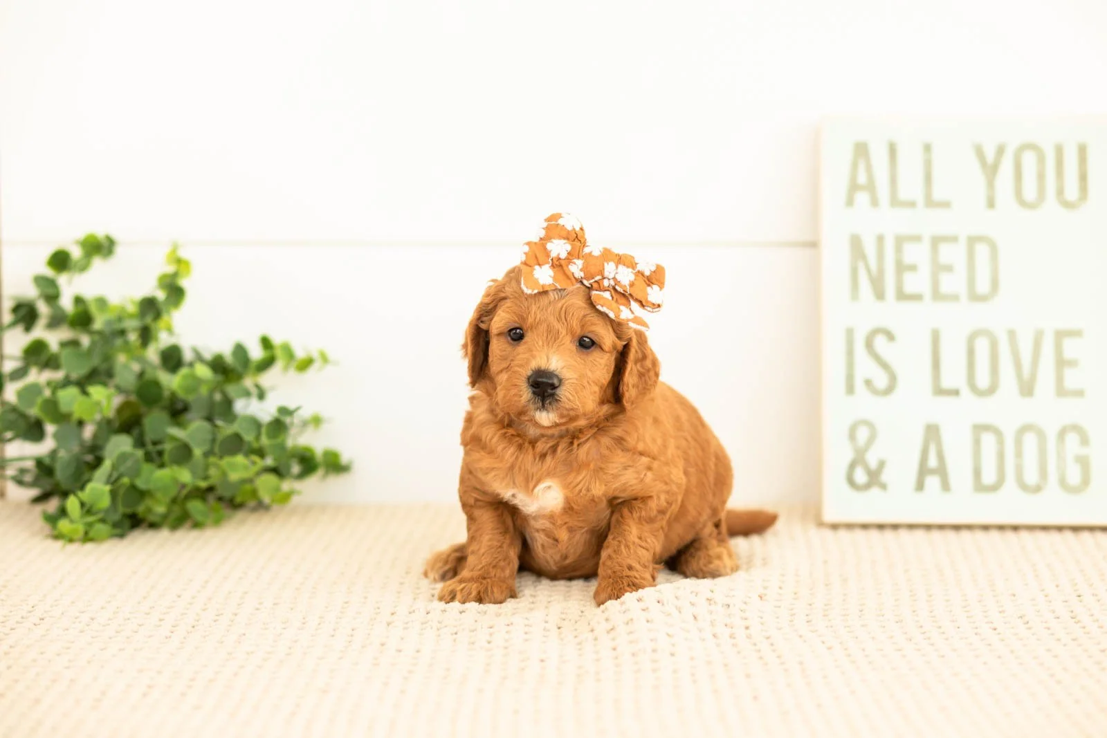 Satin goldendoodle for sale(1).jpg