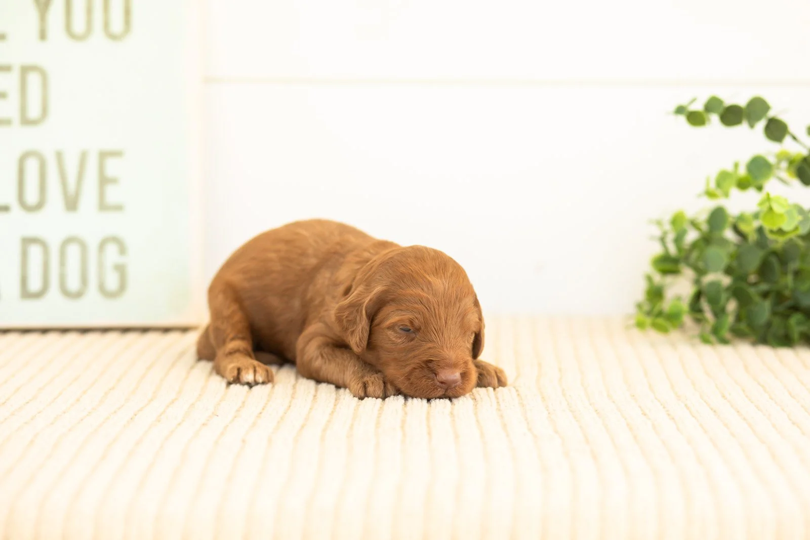 Atlas goldendoodle for sale(4).jpg