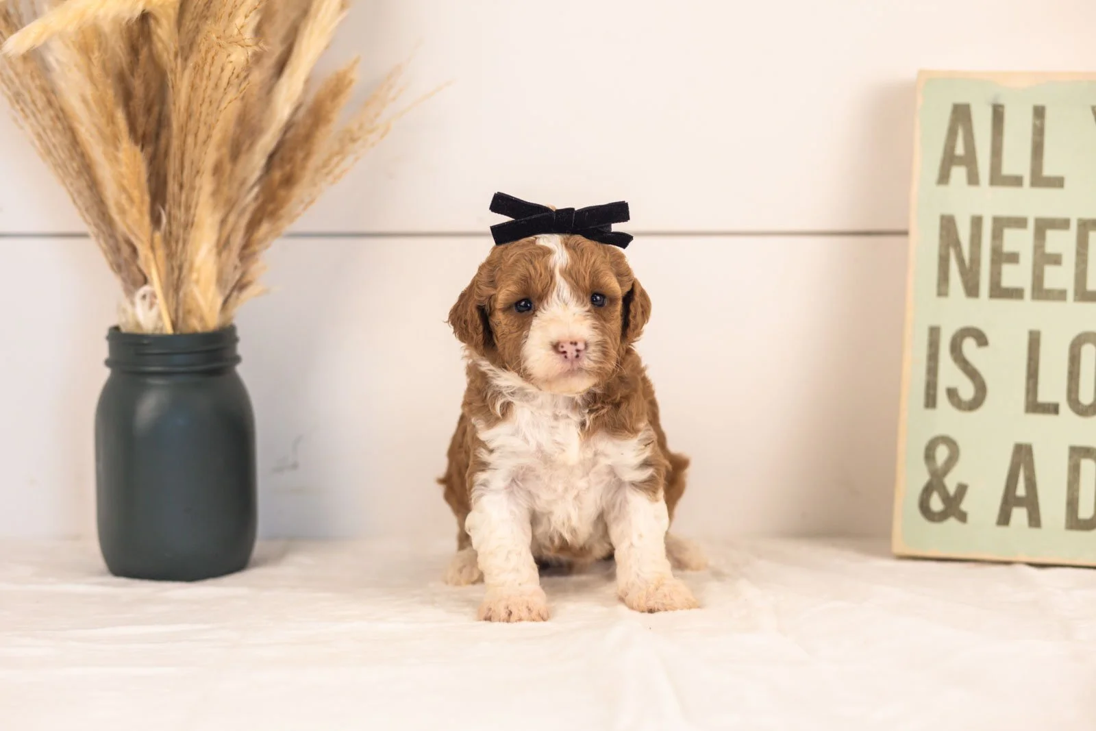 Mets goldendoodle for sale(2).jpg