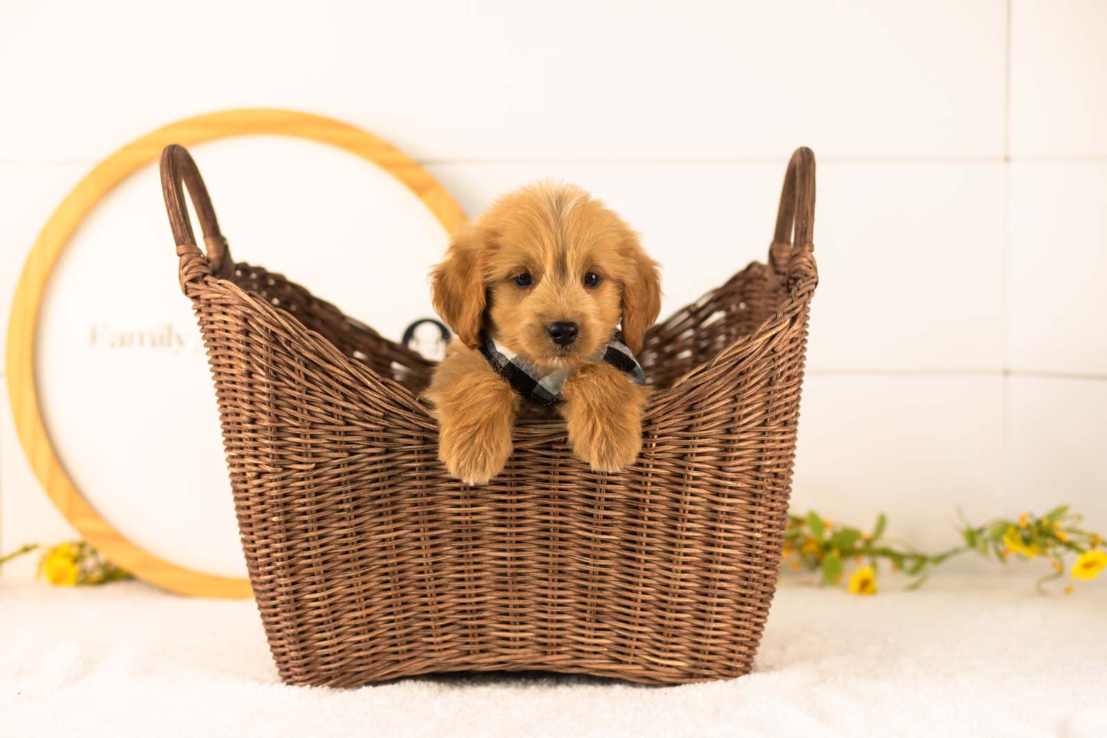 Elijah goldendoodle for sale(4).jpg
