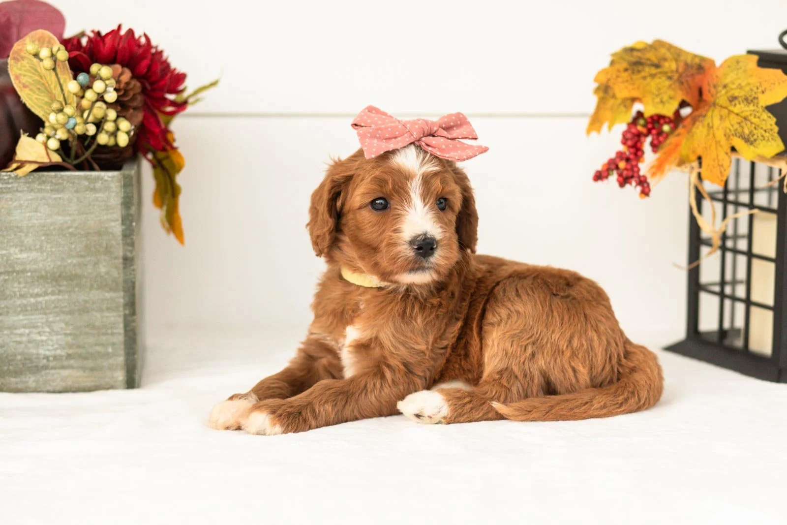 heffalump goldendoodle for sale(4).jpg