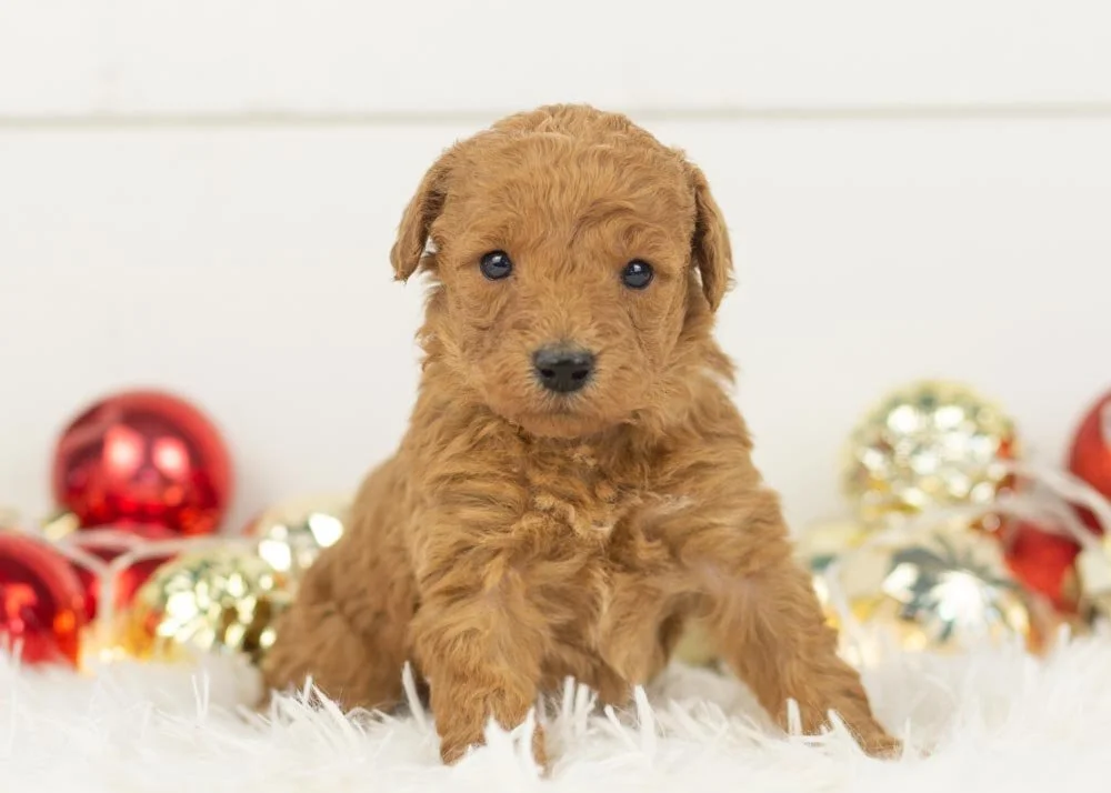 Bingo goldendoodle for sale(3).jpg