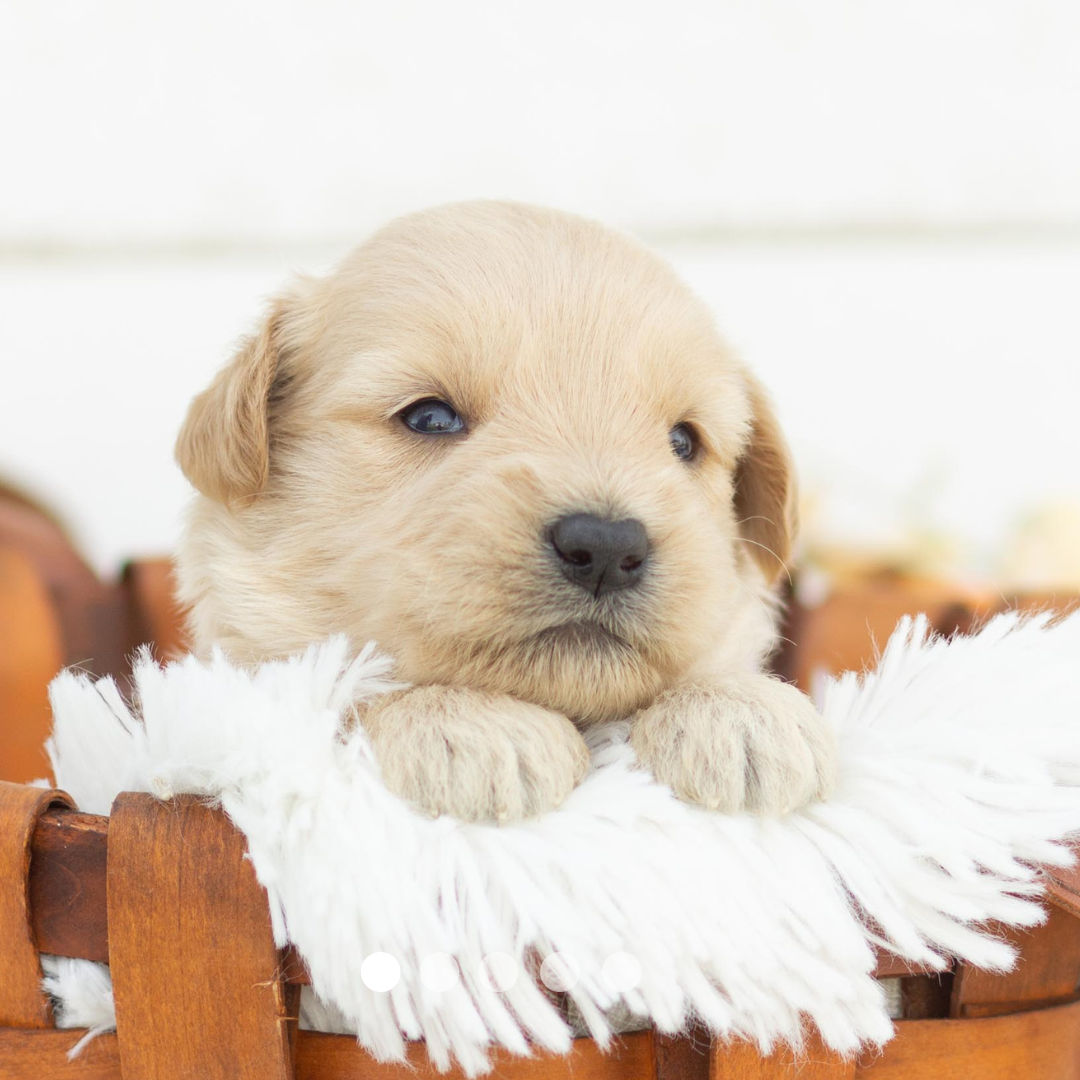 Copy of FBP Design.png