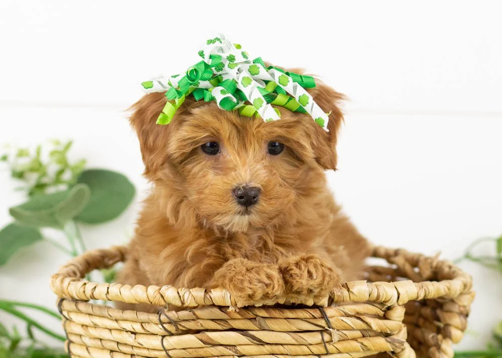 Doug 12-20-25 Eleven 2. 12oz.jpg