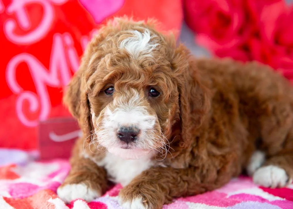 Riff goldendoodle for sale(2).jpg