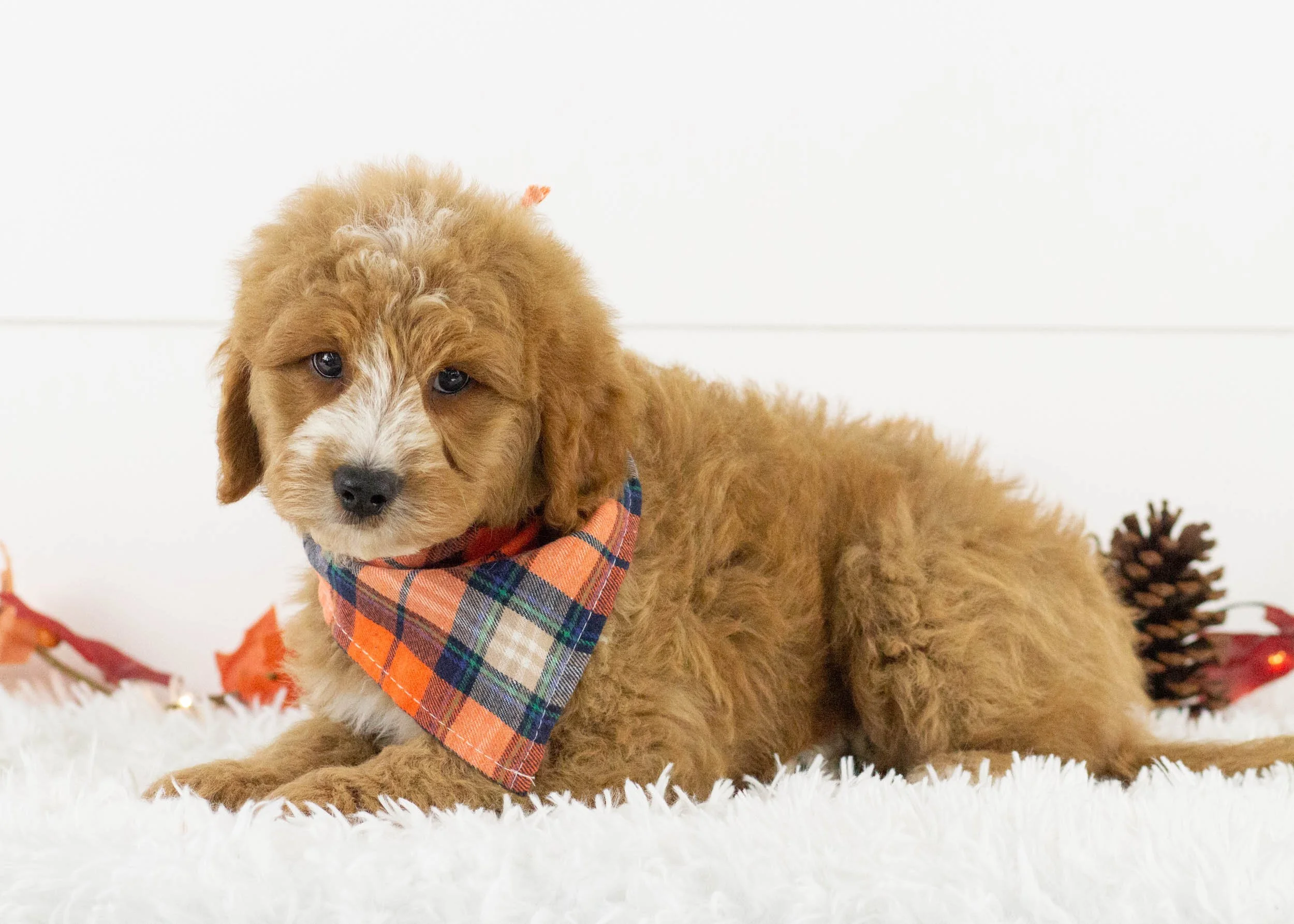 Hawk goldendoodle for sale(2).jpg