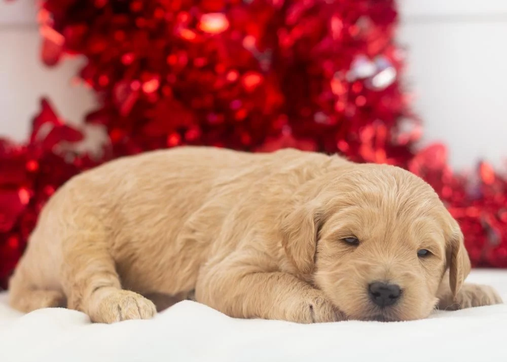 Taffy goldendoodle for sale(2).jpg