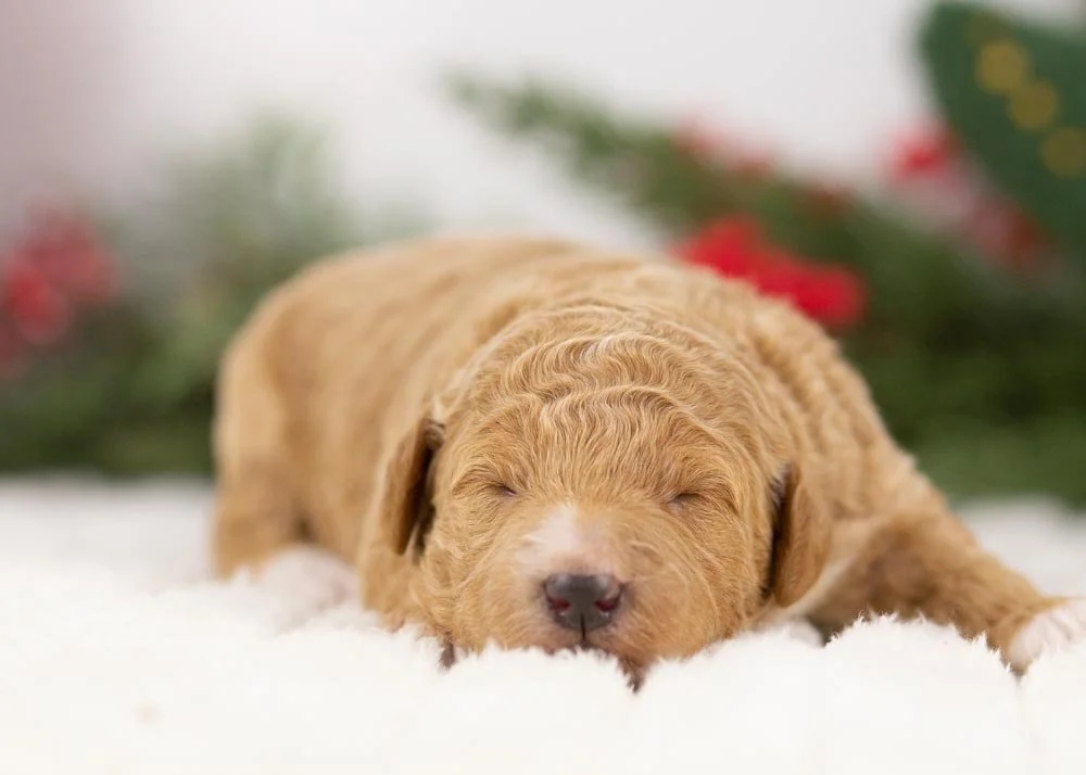 goldendoodle for sale