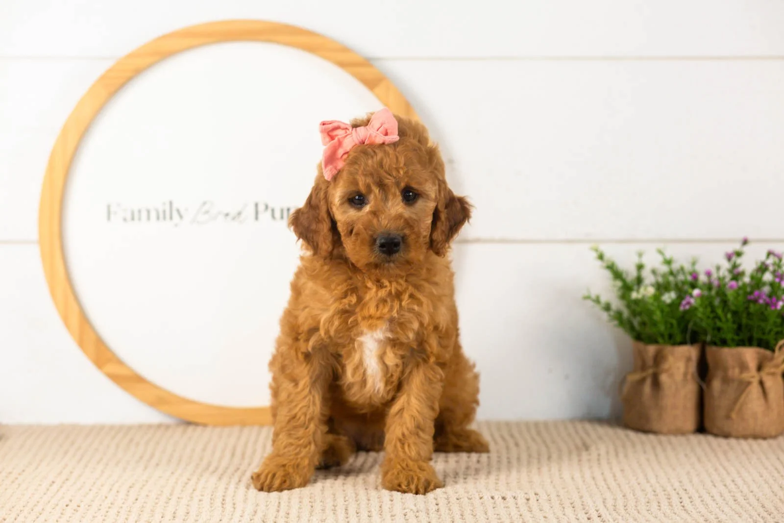 savannah goldendoodle for sale(1).jpg