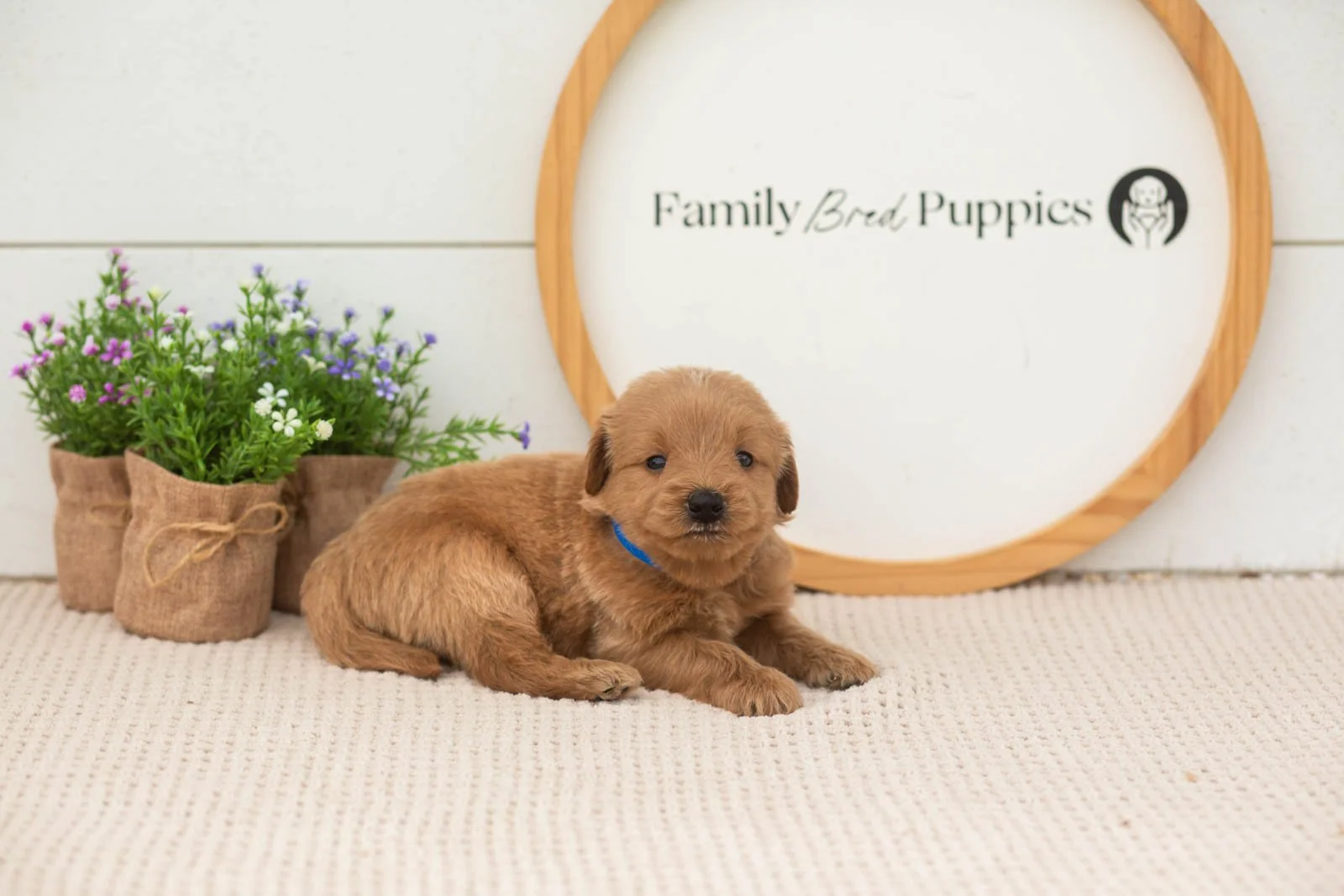 evan goldendoodle for sale.jpg