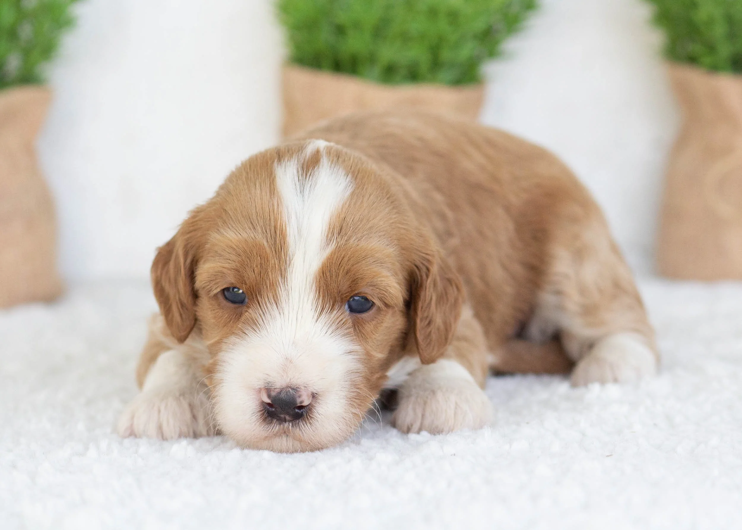 Corn Dog Goldendoodle for sale(2).jpg