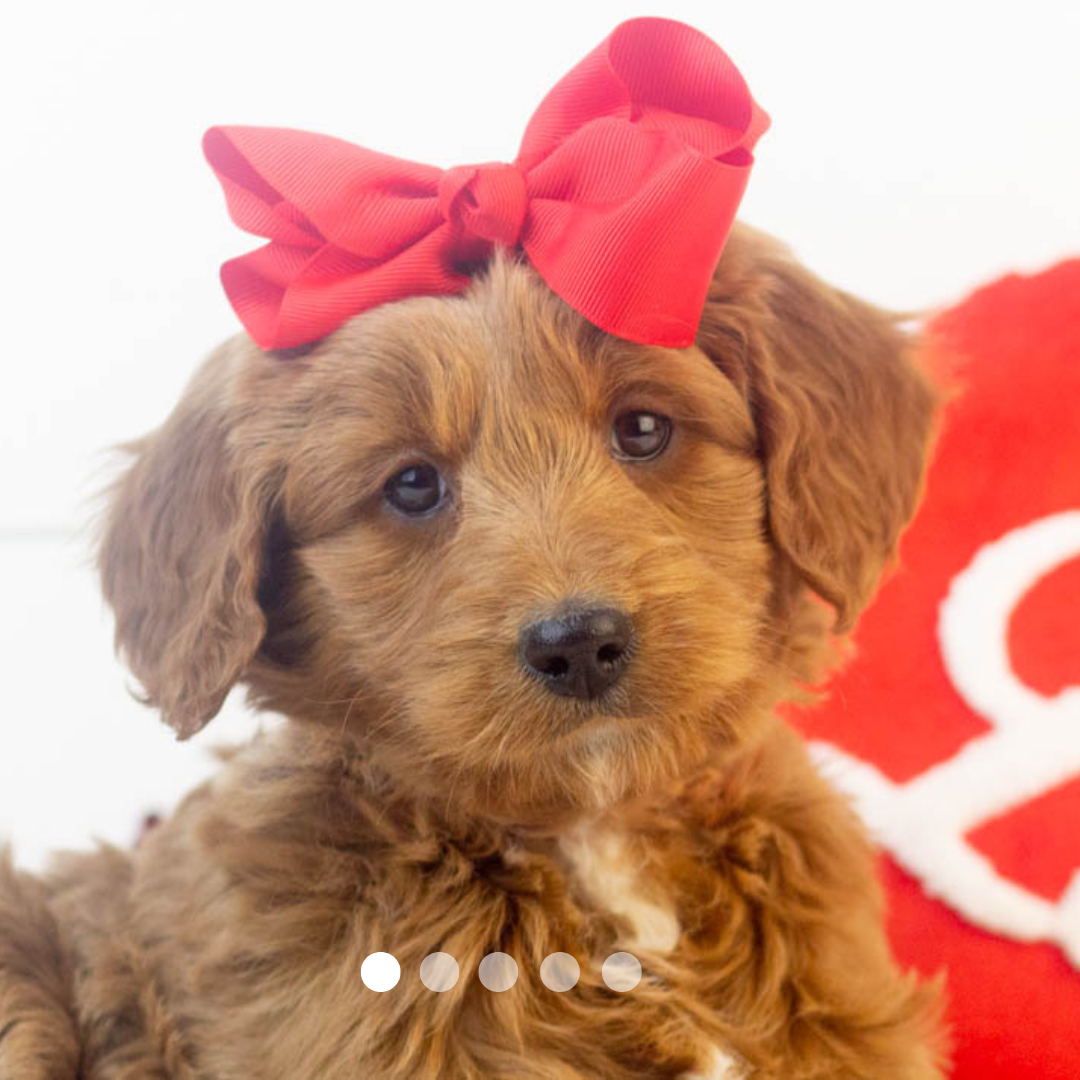 Copy of FBP Design.png