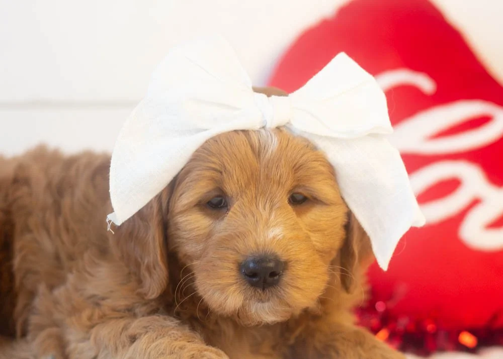 Meatball goldendoodle for sale(1).jpg