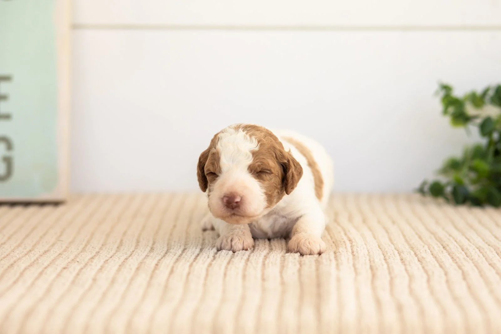 Laurie goldendoodle for sale(1).jpg