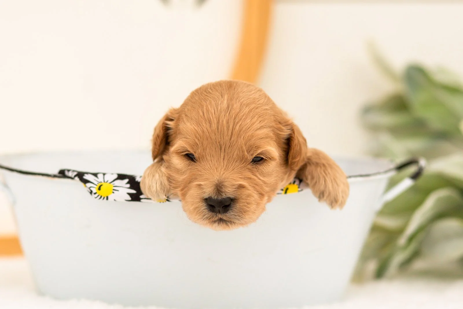 Easton goldendoodle for sale(3).jpg