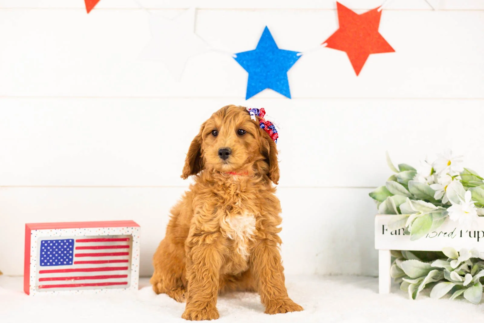 Pam goldendoodle for sale(1).jpg