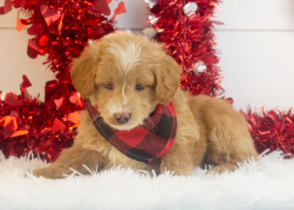 Rhett goldendoodle for sale.jpg