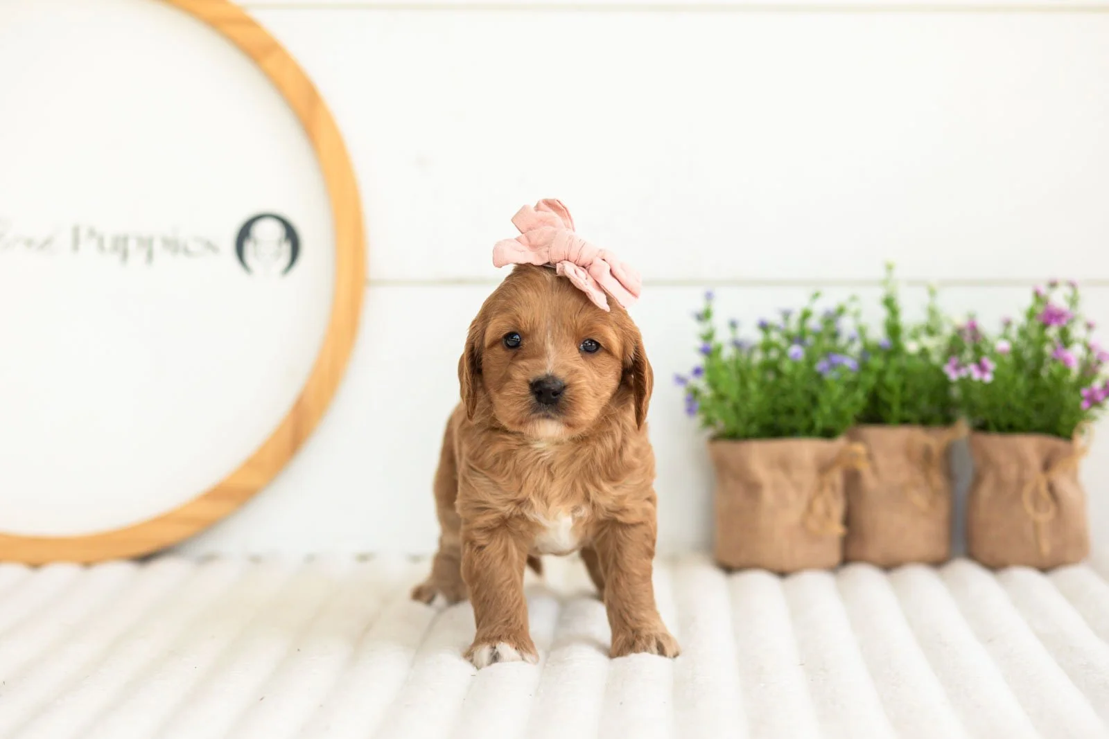 lani goldendoodle for sale(2).jpg