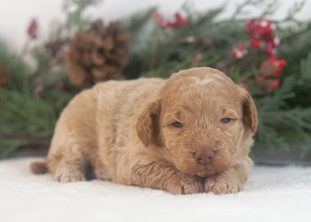 Alabama goldendoodle for sale(2).jpg