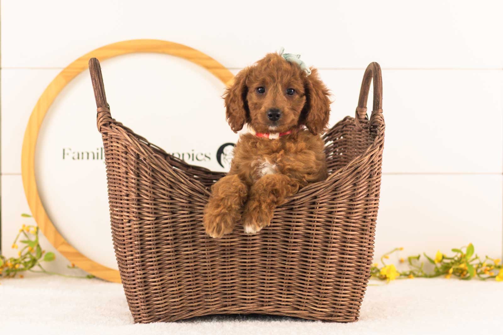 Lexy goldendoodle for sale(3).jpg