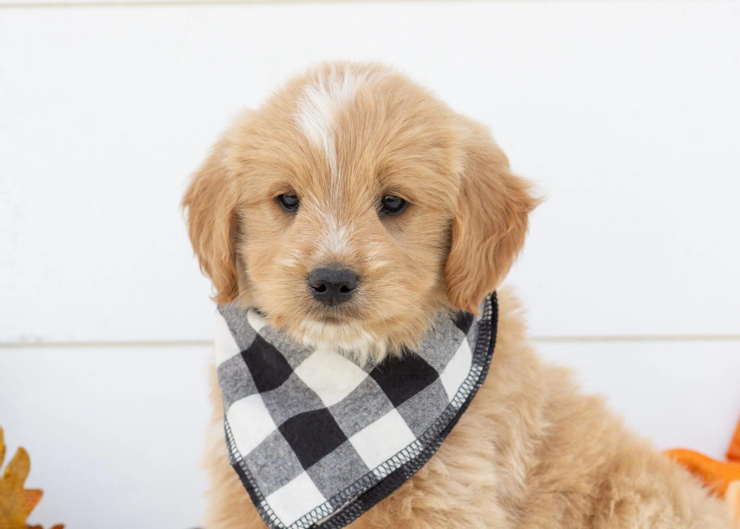 Gouda goldendoodle for sale(2).jpg