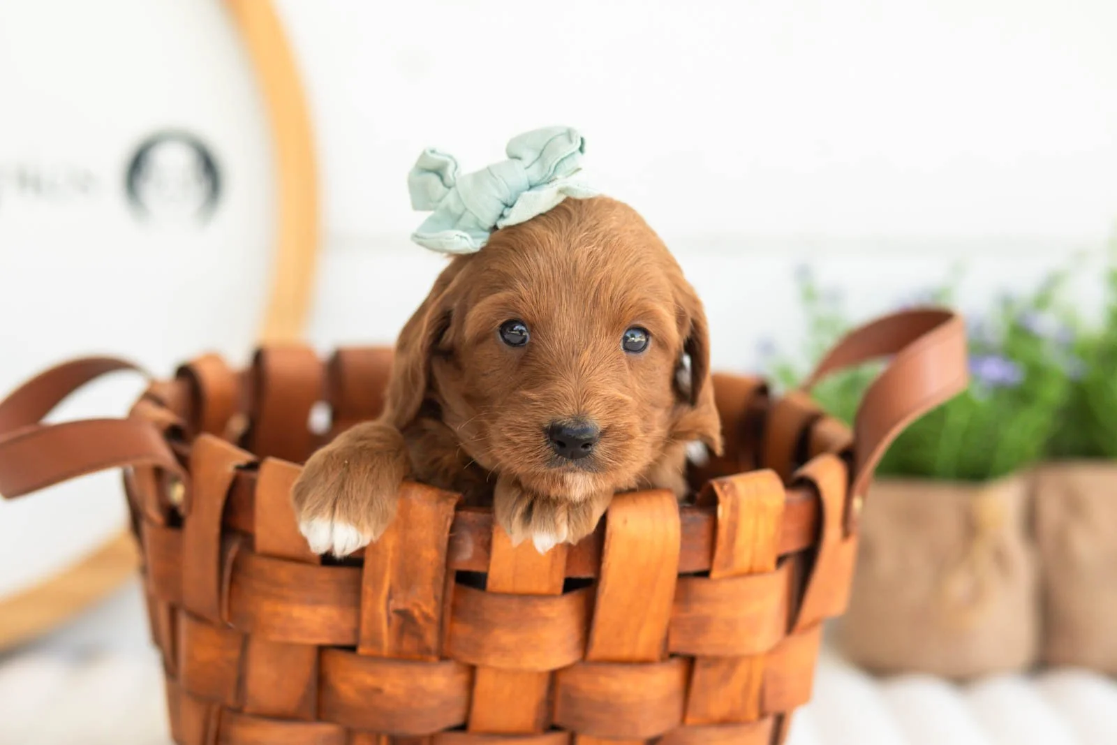 Summer goldendoodle for sale(3).jpg