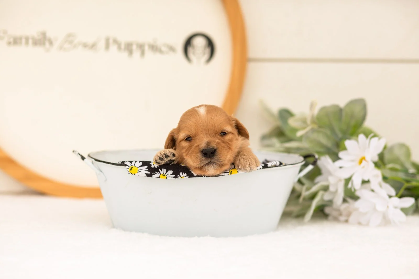 Emma goldendoodle for sale(2).jpg