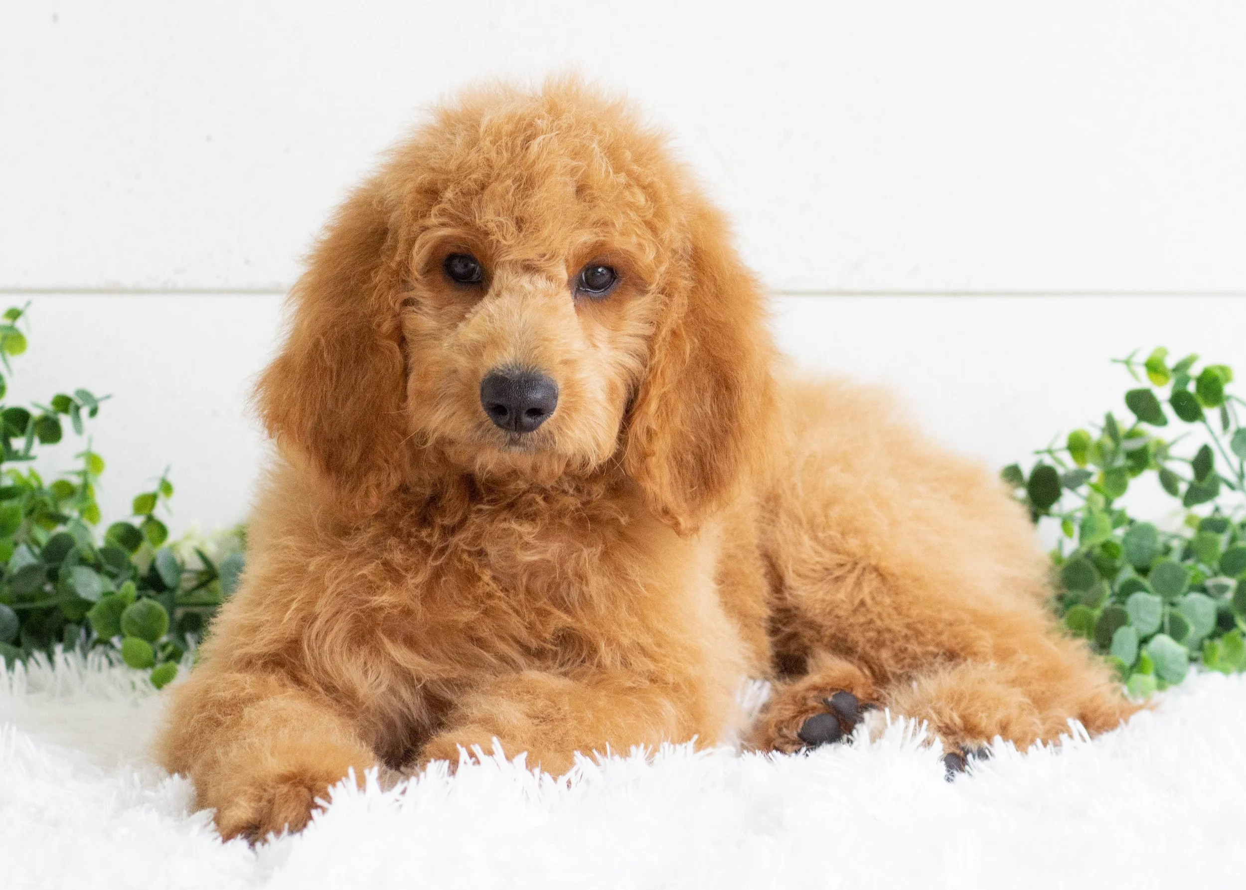 F1b F1 Goldendoodle Standard F1b F1 Standard Goldendoodle Puppies