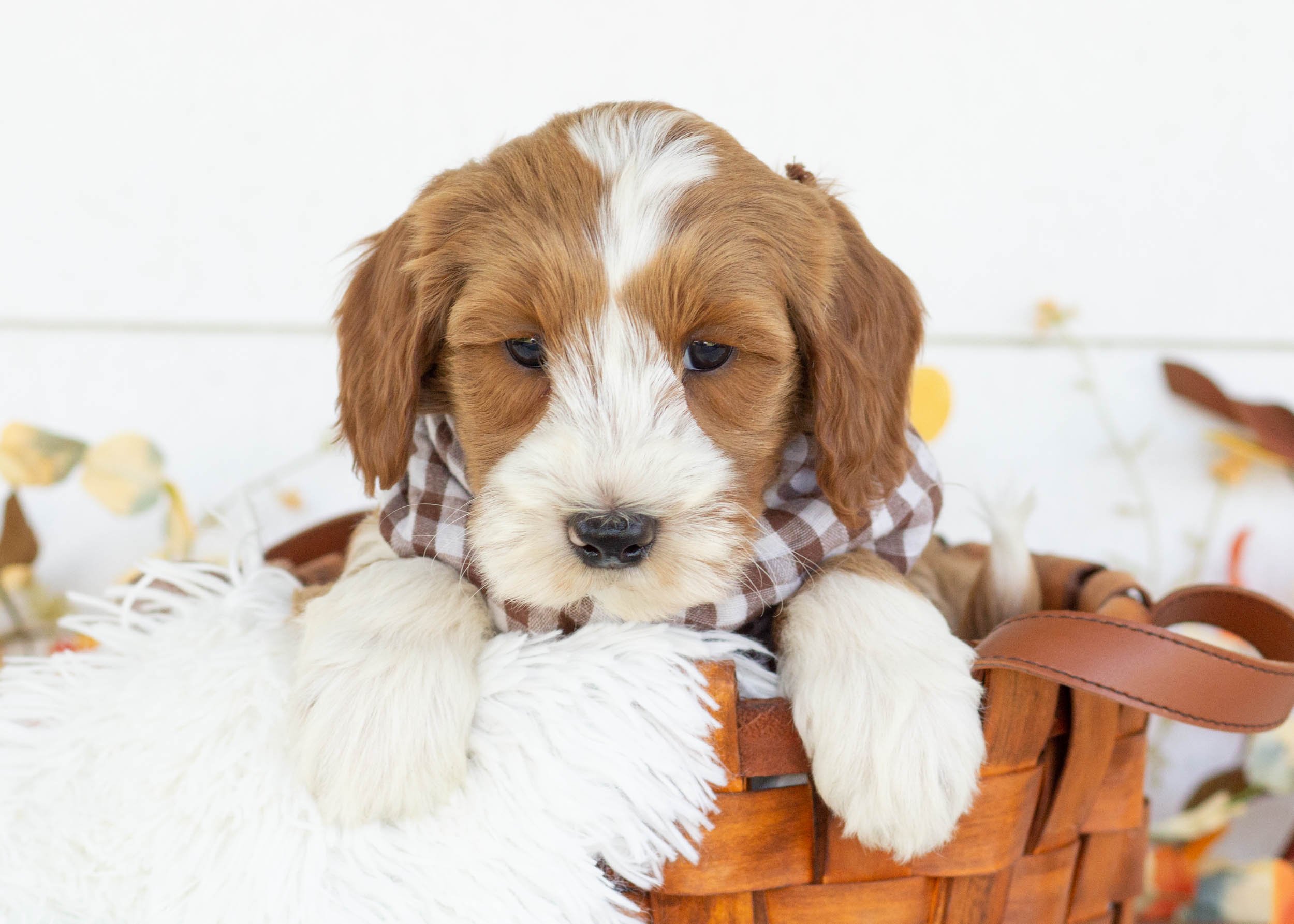 Corn dog golendoodle for sale(3).jpg