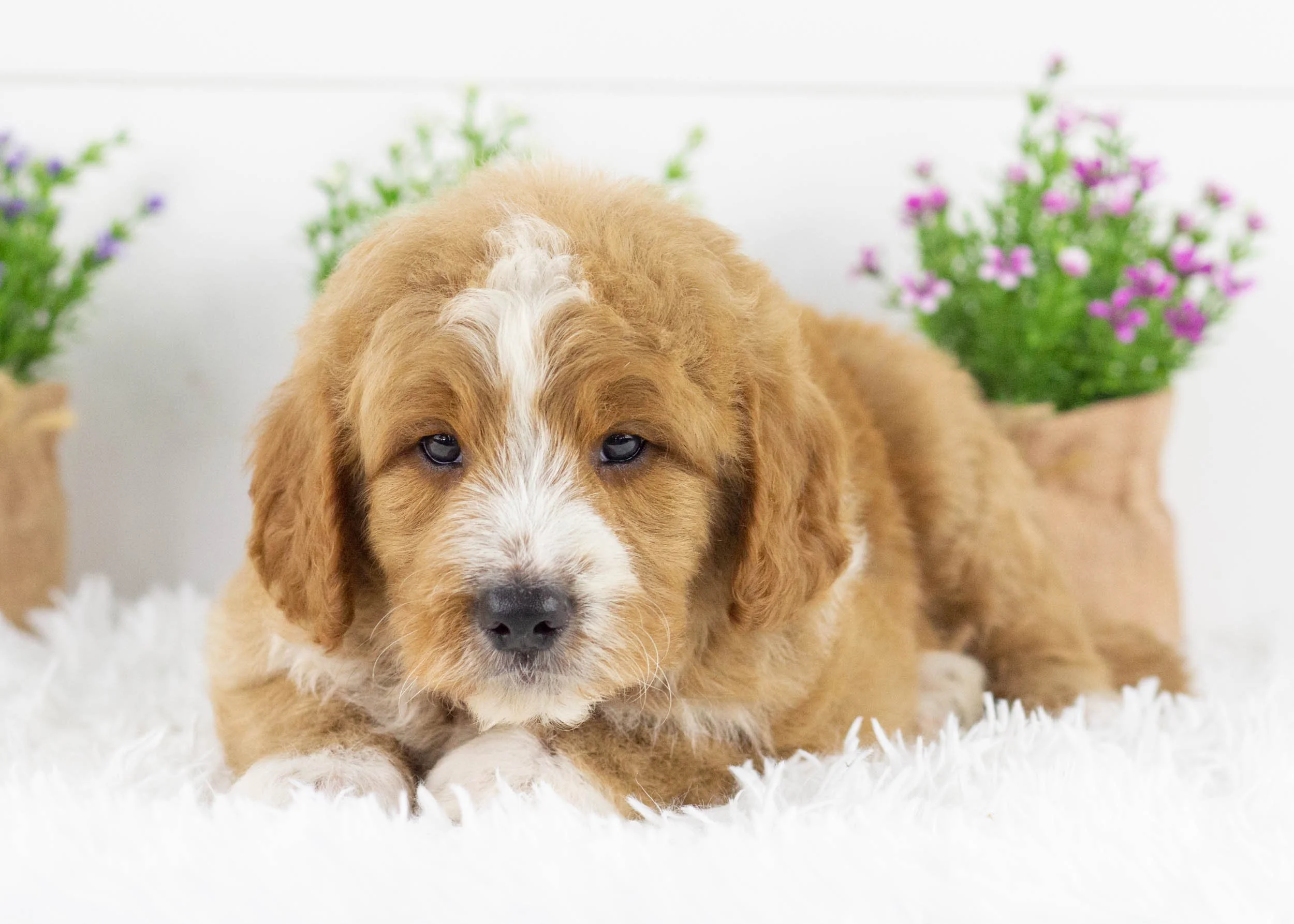 Eagle goldendoodle for sale(2).jpg