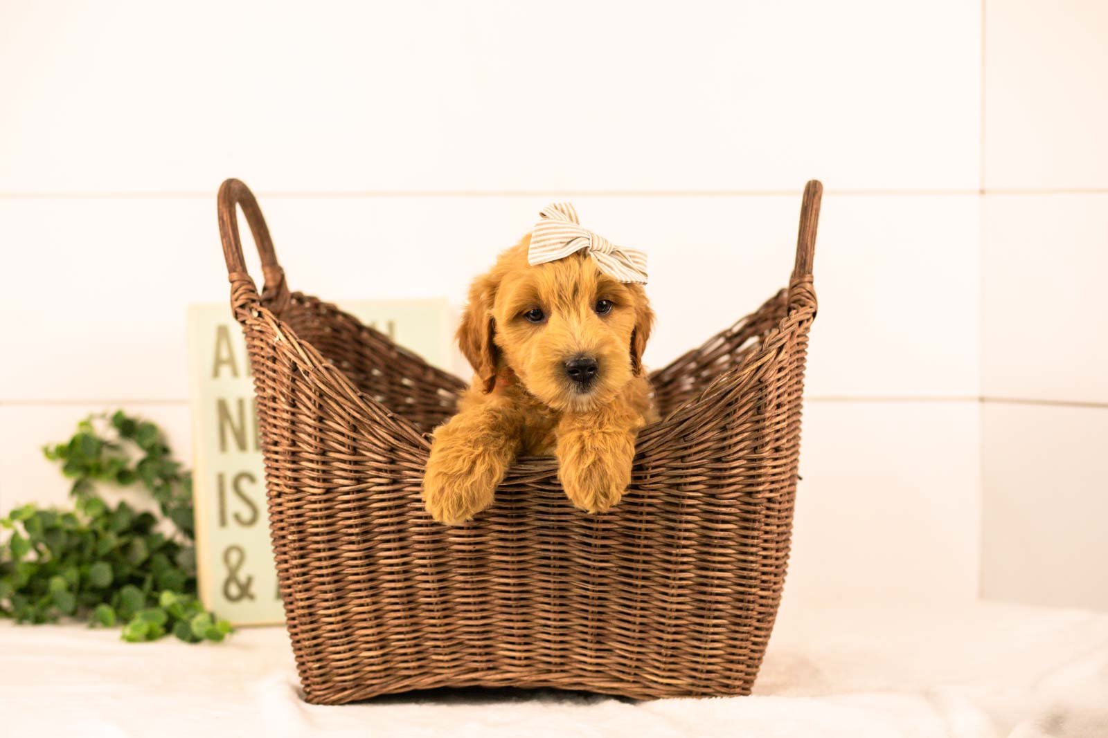 willow goldendoodle for sale(3).jpg