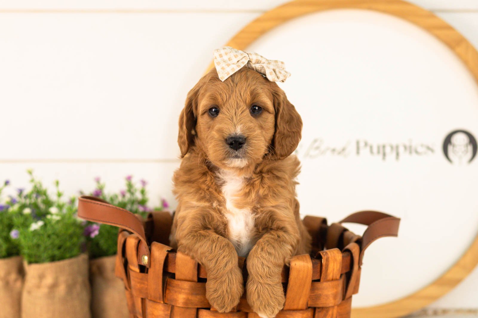 Stormy goldendoodle for sale(3).jpg